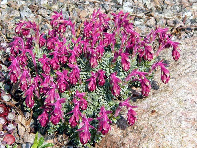 Saxifraga x bertolonii